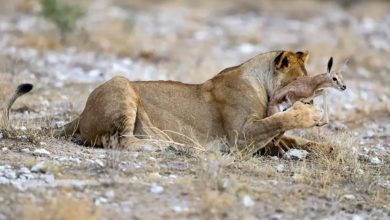 भोकलाई मातृत्वले जित्यो : जब सिंहनीले कृष्णसारको बच्चा हुर्काउन थाले 13 lion lions